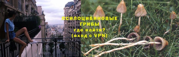 PSILOCYBIN Заводоуковск